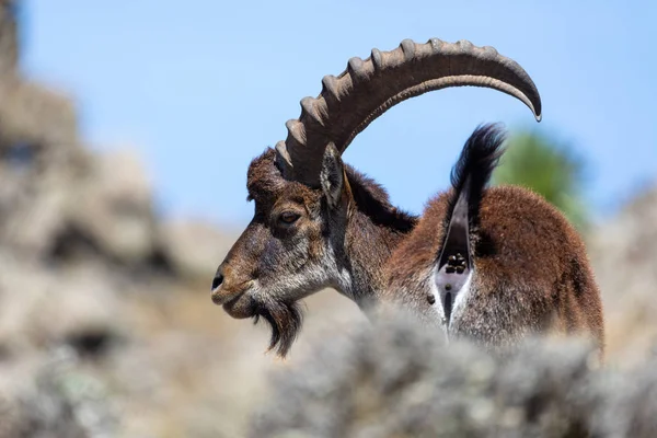 埃塞俄比亚Simien山区罕见的Walia ibex — 图库照片