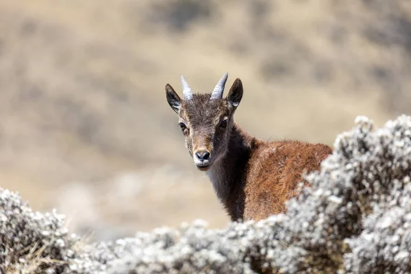 Rara Walia ibex em Simien Montanhas Etiópia — Fotografia de Stock