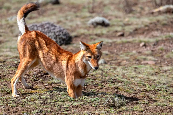 Lobo etíope, Canis simensis, Etiopía — Foto de Stock