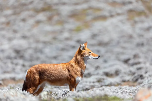 Etiyopya kurdu, köpek simenizi, Etiyopya — Stok fotoğraf