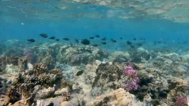 Escuela de peces en el jardín de coral en el mar rojo, Egipto — Vídeos de Stock