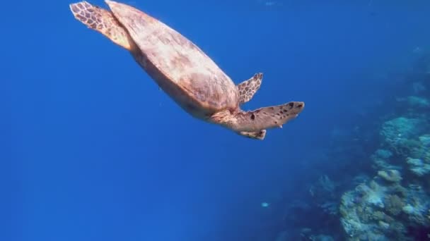 Niedliche grüne Meeresschildkröte (chelonia mydas)) — Stockvideo