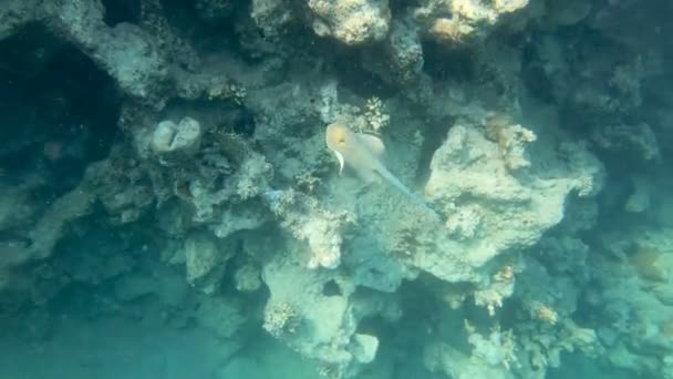 Bluespotted ribbontail-ray (Taeniura lymma), Egyiptom — Stock videók