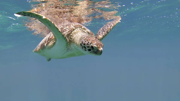 Aranyos zöld tengeri teknős (Chelonia mydas) — Stock Fotó