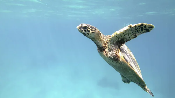 Aranyos zöld tengeri teknős (Chelonia mydas) — Stock Fotó