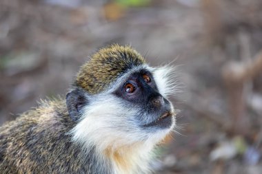 Vervet monkey in Awash, Ethiopia clipart