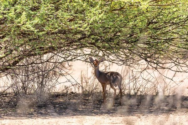 Dik-Dik antilop, Awash Etiyopya — Stok fotoğraf