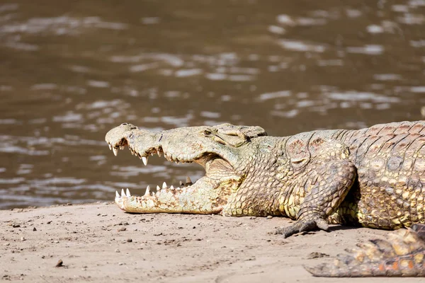 Big nile crocodile, Awash Falls Ethiopia — Stock Photo, Image