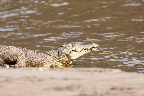 埃塞俄比亚阿沃什瀑布大鳄鱼 — 图库照片