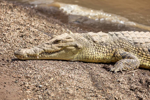 Großes Nilkrokodil, Awash Falls Äthiopien — Stockfoto