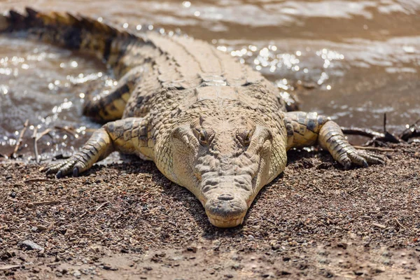 Großes Nilkrokodil, Awash Falls Äthiopien — Stockfoto