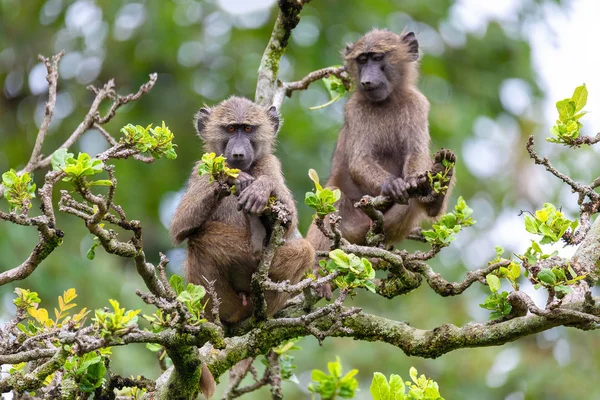 Chacma babuino en árbol, Etiopía, África fauna — Foto de Stock
