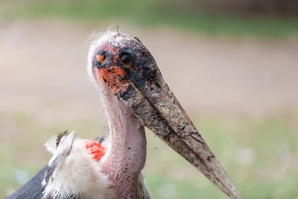 Den Marabou stork Etiopien Afrika Wildlife — Stockfoto