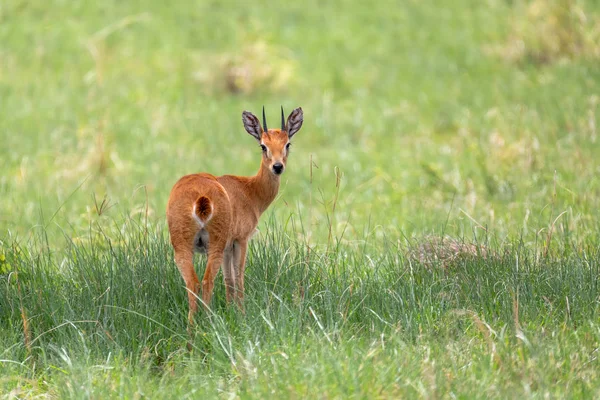 Oribi Antelope Etiopien, Afrika Wildlife — Stockfoto