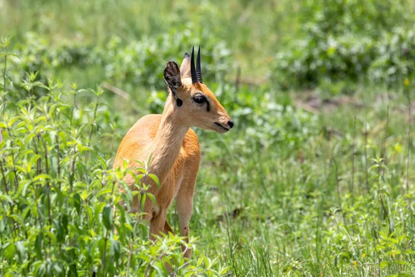 Oribi antilopa Etiopie, Afrika divoká — Stock fotografie