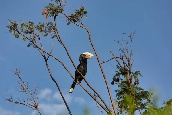 Uccello, Hornbill dalle guance argentee, Etiopia fauna selvatica — Foto Stock