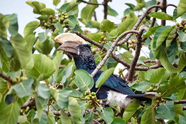 Uccello, Hornbill dalle guance argentee, Etiopia fauna selvatica — Foto Stock