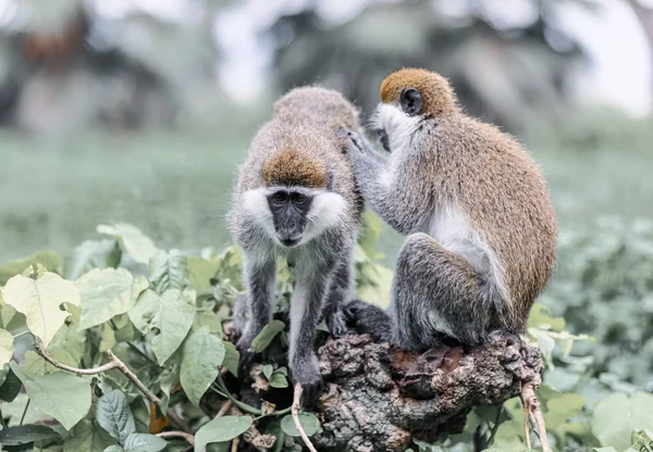 Familia de monos vervet en Awasa, Etiopía — Foto de Stock