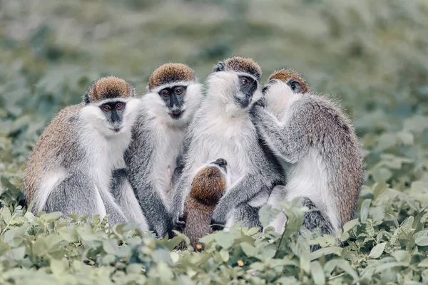 Familia de monos vervet en Awasa, Etiopía — Foto de Stock