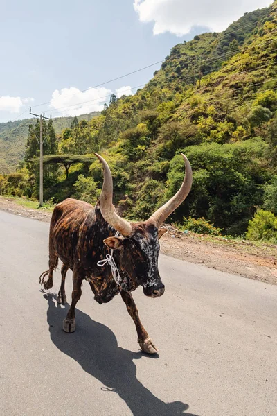 Äthiopische Rinder unterwegs, Amhara, Äthiopien — Stockfoto