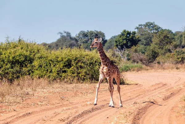 South African giraffe calf Chobe, Botswana safari — Stock Photo, Image