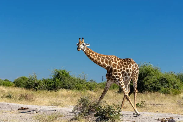 South African giraffe Chobe, Botswana safari — Stock Photo, Image