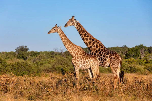 South African giraffe mating in Chobe, Botswana safari — Stock Photo, Image
