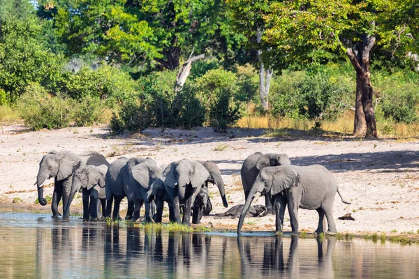 Elefante africano, Namíbia, África safari vida selvagem — Fotografia de Stock