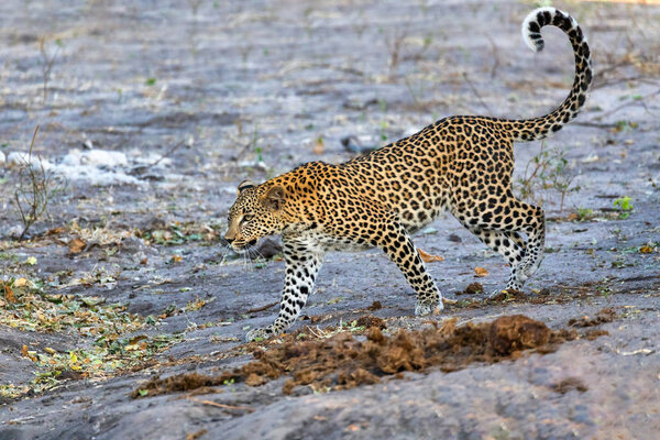 frican leopard Chobe Botswana, Africa wildlife