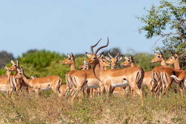 Troupeau d'antilopes impala à Chobe, Botswana — Photo