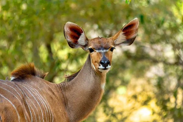 Antilopa samice Kudu, Bwabwata, Namibie Afrika — Stock fotografie