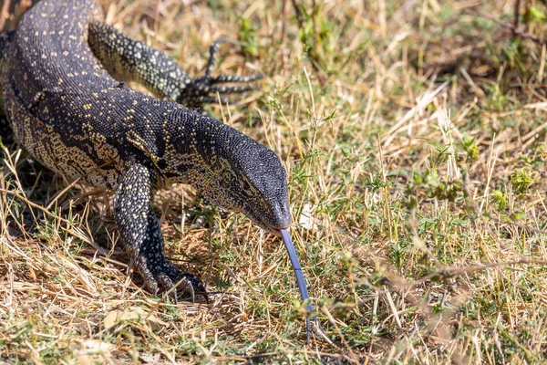 Monitor jaszczurka w Chobe, Botswana Afryka dzikiej przyrody — Zdjęcie stockowe