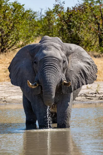 Africký slon v Chobe, Botswana safari volně žijící zvěř — Stock fotografie