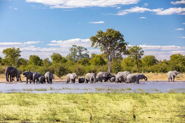 Afrikaanse olifant op waterput, Afrika safari wilde dieren — Stockfoto