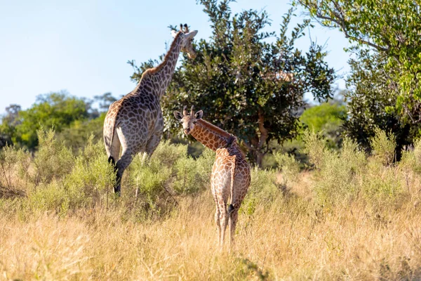 Dorosła żyrafa płci żeńskiej z łydką, Namibia Afryka — Zdjęcie stockowe