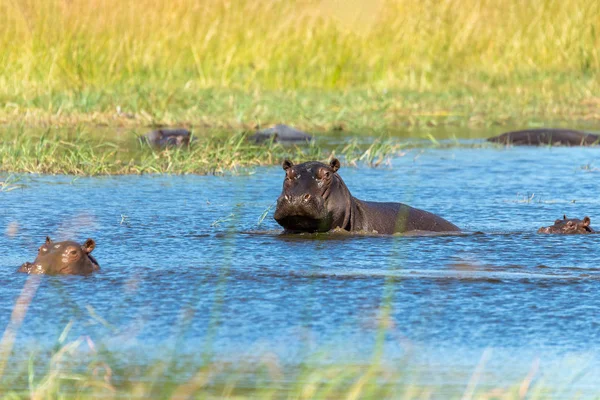 Hippopotamus Botswana Africa Safari Vida silvestre — Foto de Stock
