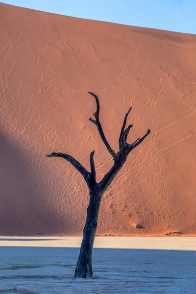 Dry acacia tree in dead in Sossusvlei, Namibia — Stock Photo, Image