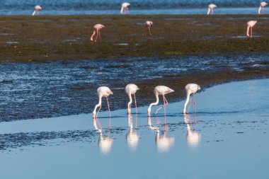 Walvis Bay Namibya 'daki Rosy Flamingo kolonisi