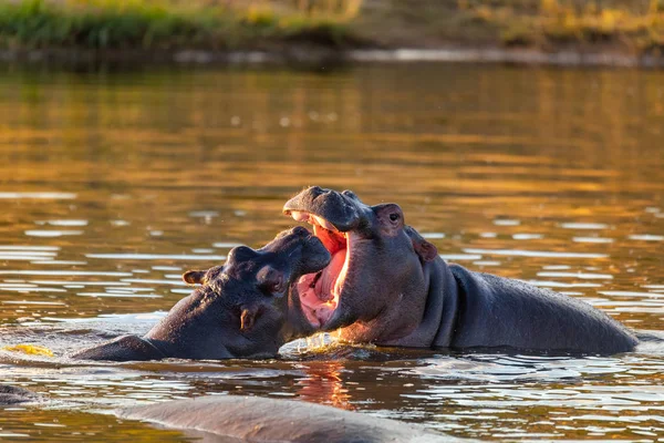 若いオスのカバと戦う｜カバ — ストック写真