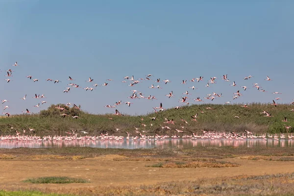 Colonia Rosy Flamingo en Walvis Bay Namibia — Foto de Stock