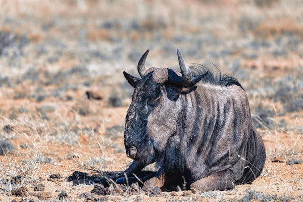 Blue Wildebeest Gnu, safári da vida selvagem de Pilanesberg África — Fotografia de Stock