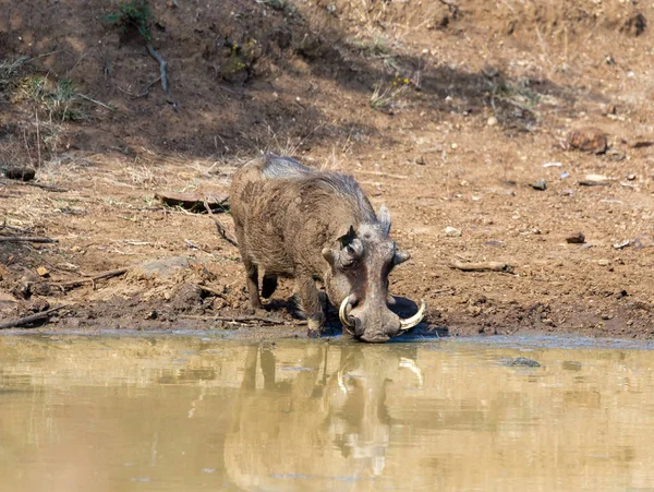 Warthog porcin africain en Afrique du Sud safari — Photo