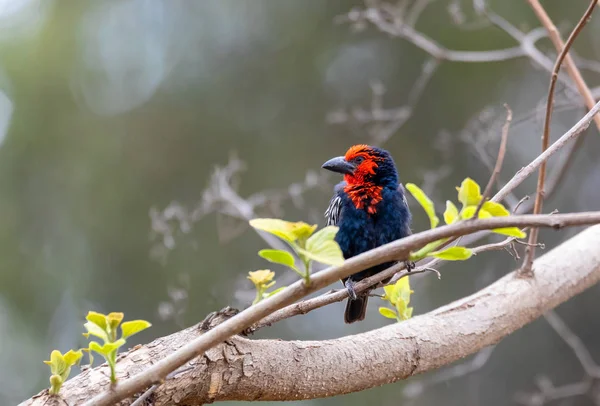 Feketecsőrű Barbet, Etiópia vadvilág — Stock Fotó