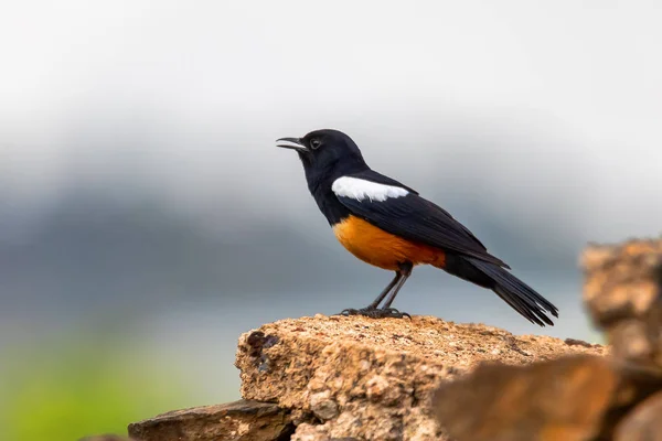 Gúnyos Cliff chat Etiópiában, Afrika vadvilág — Stock Fotó