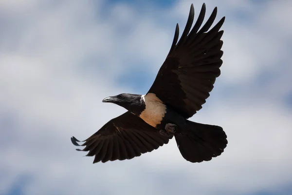 Volare corvo magico Etiopia Africa safari fauna selvatica — Foto Stock