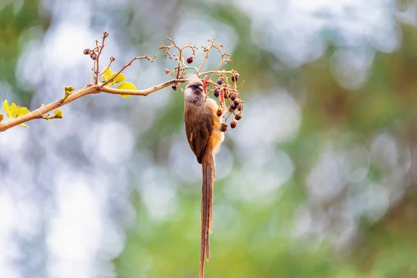 Ratonero moteado, fauna etíope — Foto de Stock