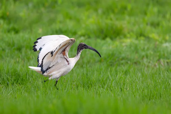 Pták africké posvátné Ibis, Etiopie Safari na divoké přírodě — Stock fotografie