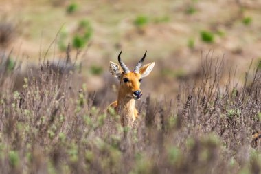 dağ reedbuck Etiyopya Afrika yaban hayatı