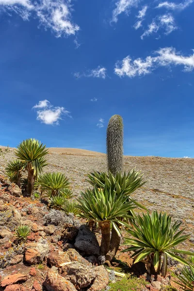 Planta gigante de Lobelia en la montaña Bale, Etiopía — Foto de Stock