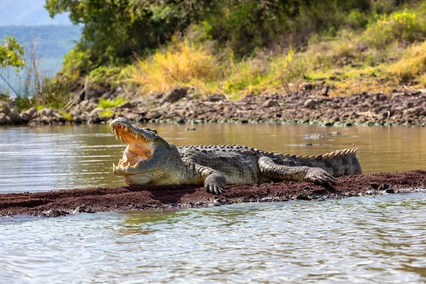 Großes Nilkrokodil, Chamo-See fällt Äthiopien — Stockfoto